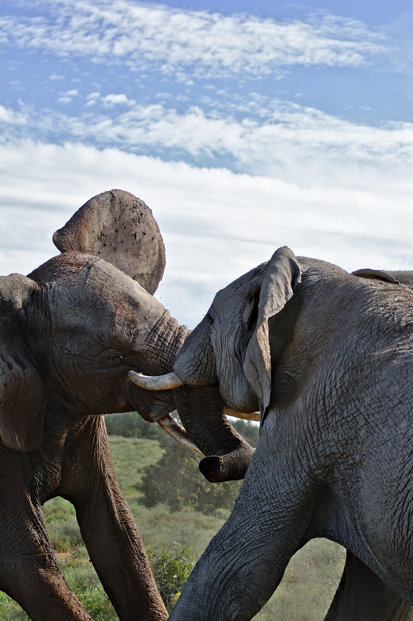 Elephant Drama: A Hose Battle at Berlin Zoo