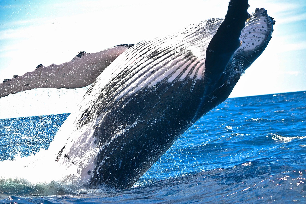 Protecting Whales Could Unlock Their Century-Long Lives