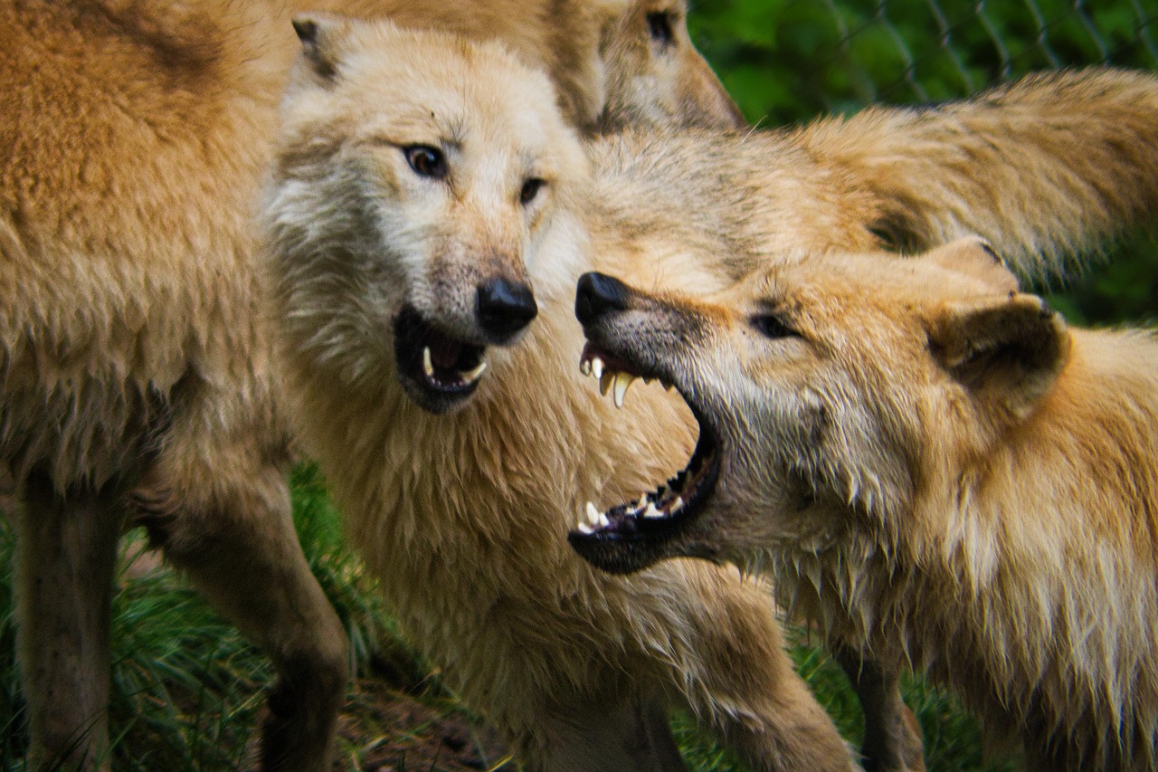 Predators and People: A Coexistence Guide