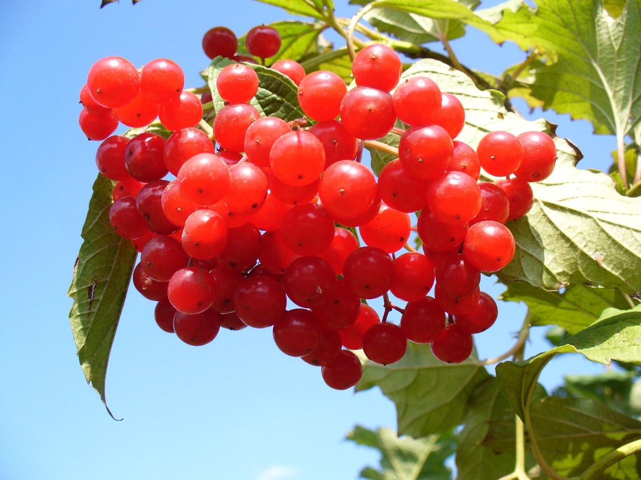 Does Cranberry Juice Work?