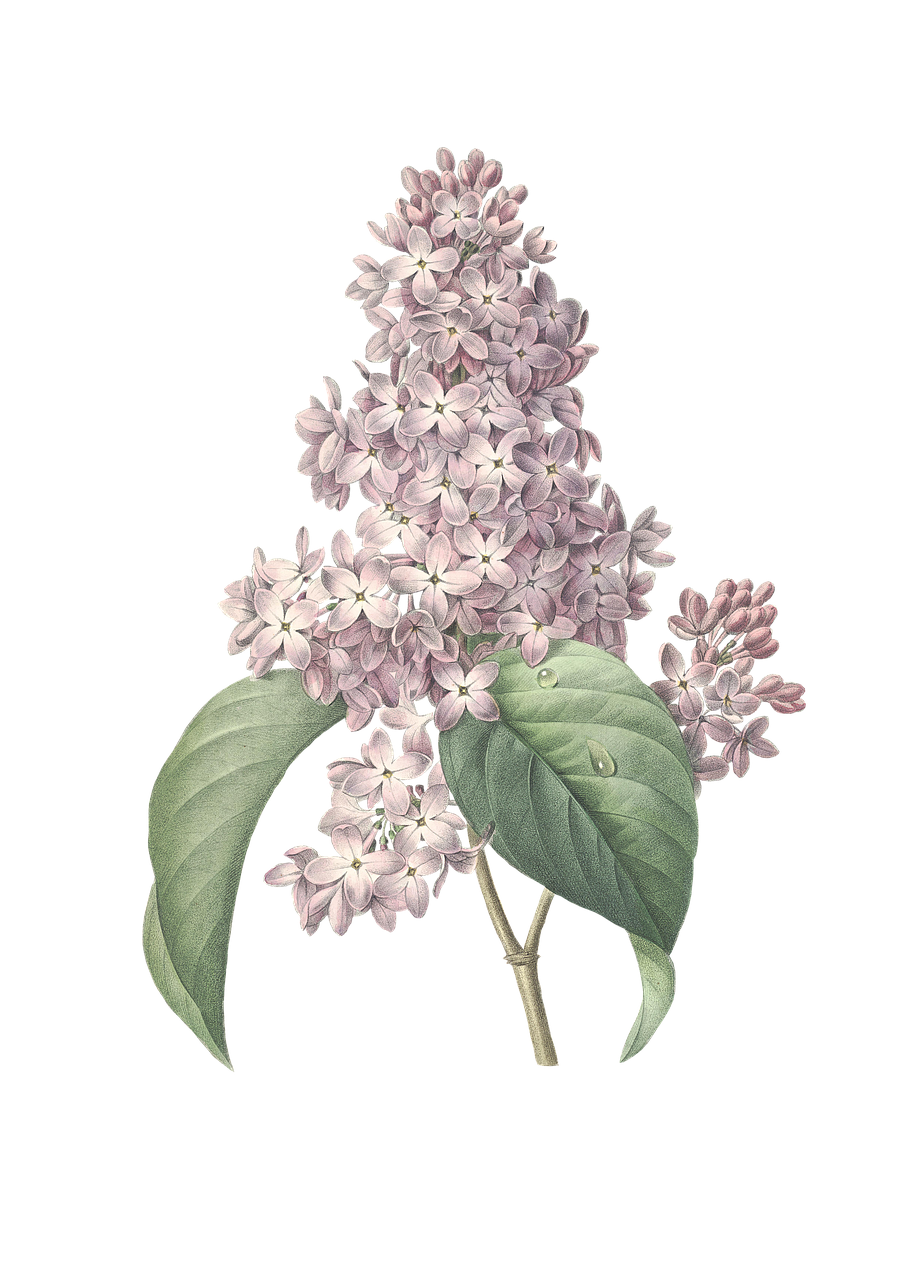 Join RMA at the Calgary Lilac Festival!