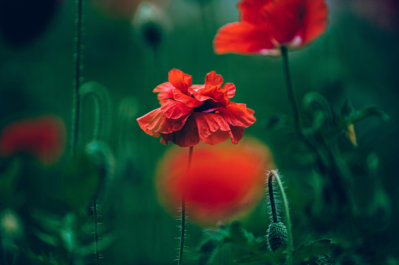 Image by Kang-Rui LENG from Pixabay