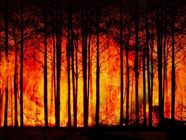 Nature’s Comeback: How Ecosystems Heal