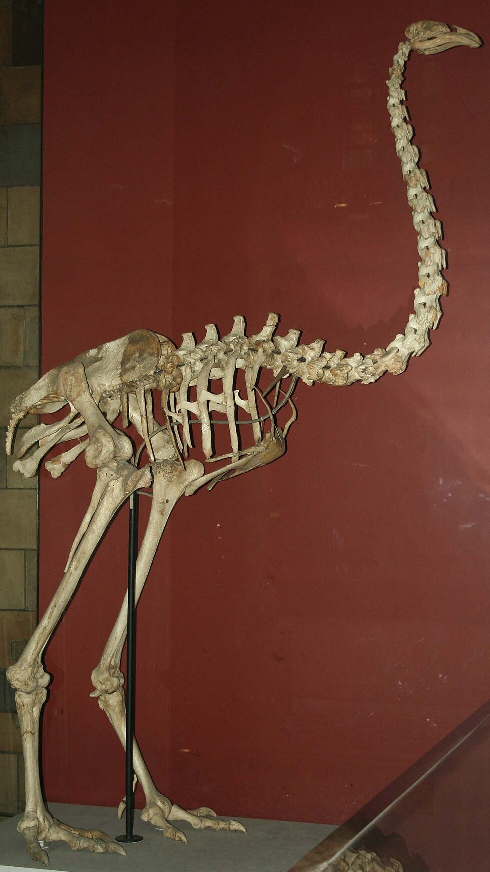 Can Extinct Birds Fly Again?