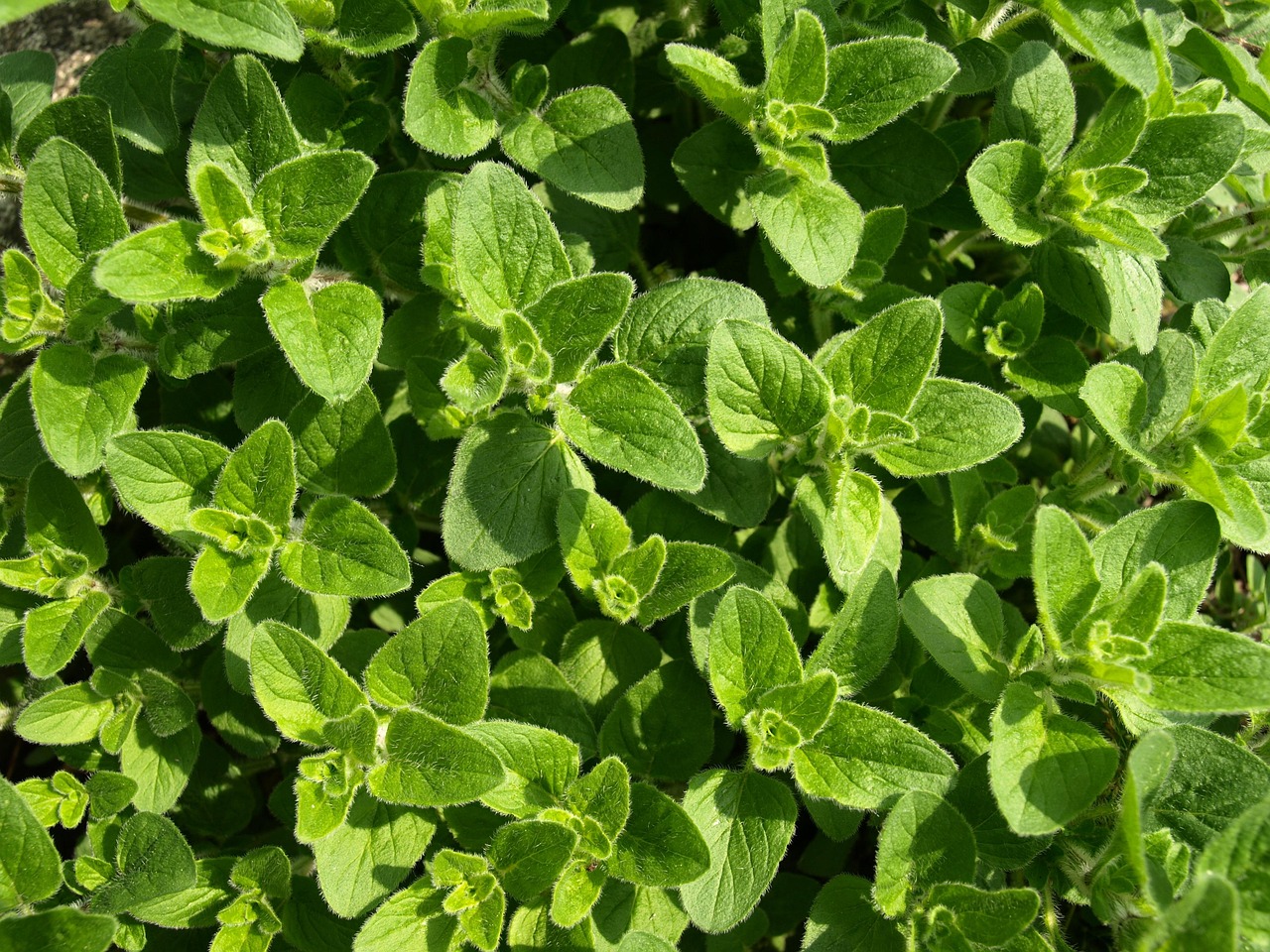 The Truth Behind Oregano Oil