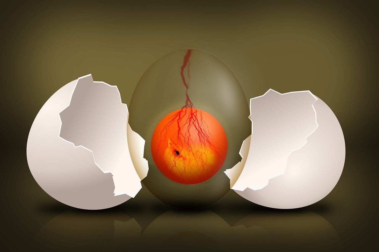 https://pixabay.com/illustrations/embryo-chick-egg-evolution-544192/