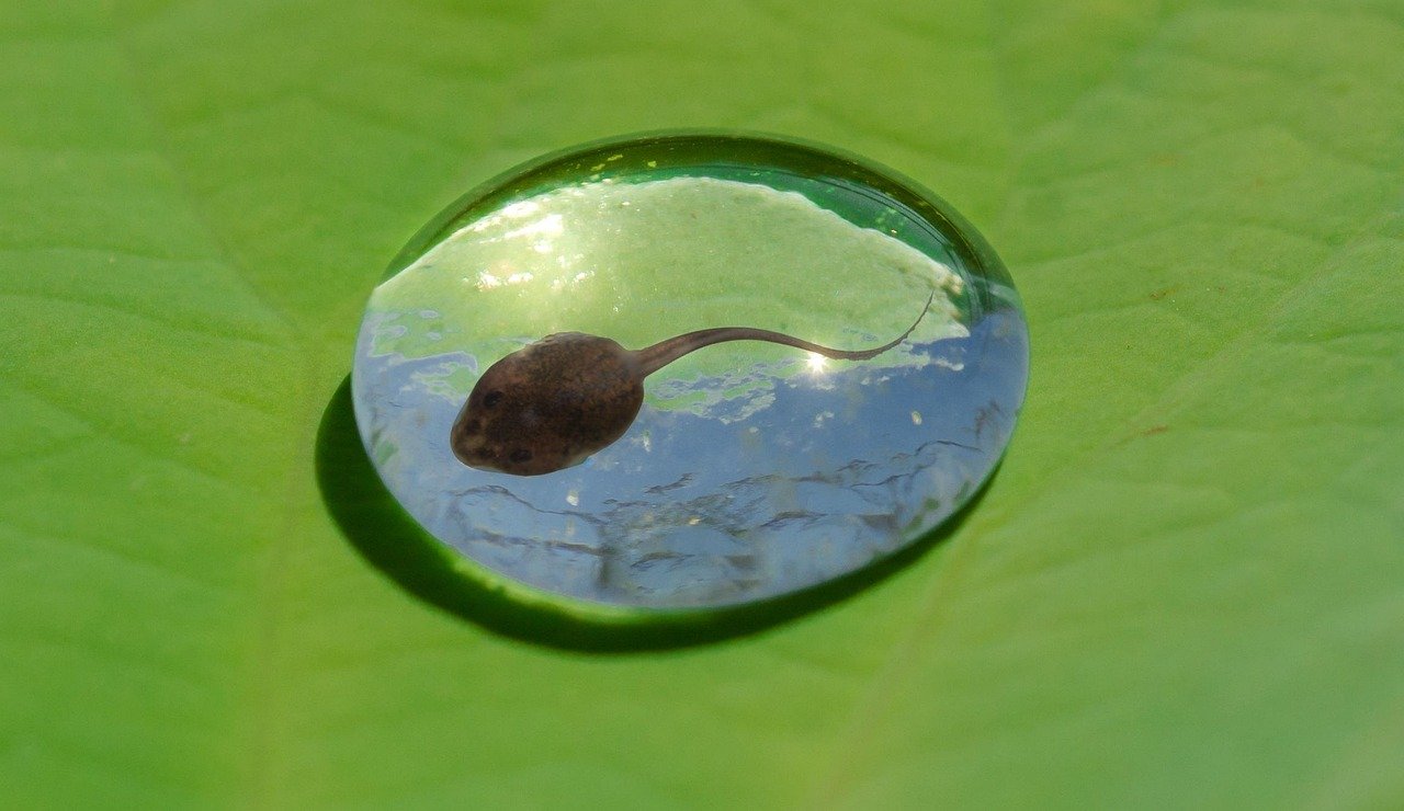Image by Rudy and Peter Skitterians from Pixabay